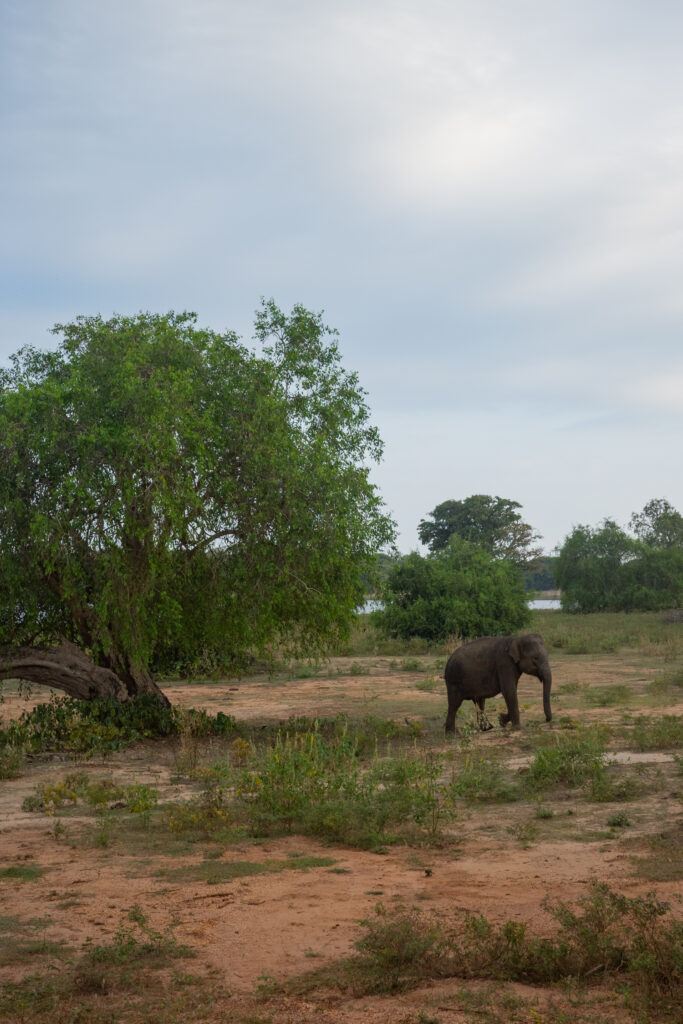 Elephants in Yala National Park 