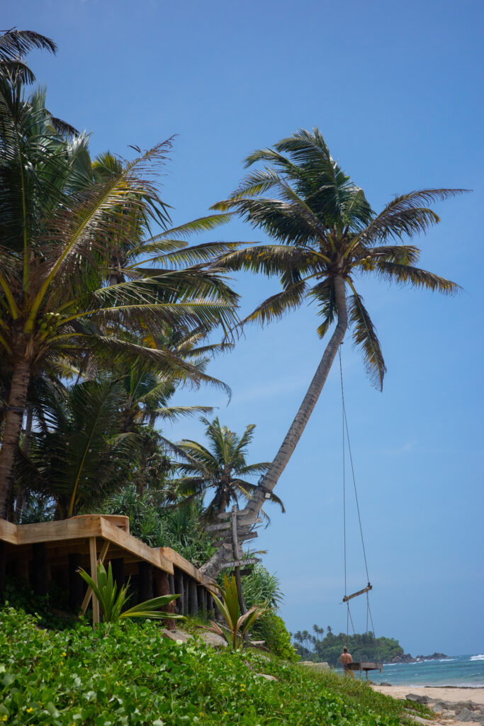 Palm trees on beach in Ahangama 